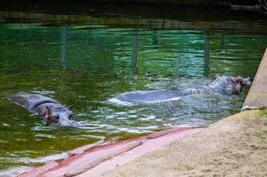 Hipopotam parkta suda yüzüyor..