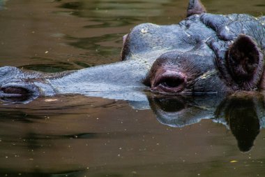 Suaygırı suda, başını kapat..