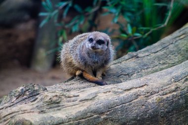 Meerkat veya Suricate (Suricata suricatta)
