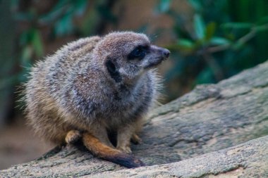 Meerkat veya Suricate (Suricata suricatta)