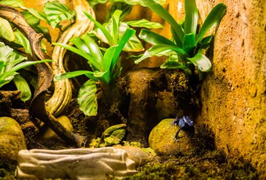 Botanik bahçesinde tropik bitkiler, Belçika.