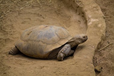 Afrika mahmuzlu kaplumbağası (Geochelone sulcata)