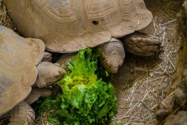 Hayvanat bahçesinde marul yiyen kaplumbağa. Yakın plan..