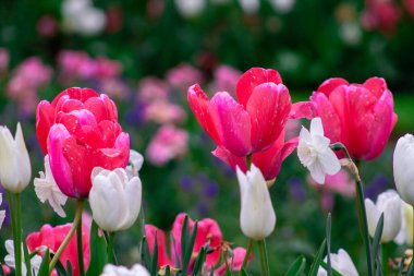 Bahçede açan renkli lale çiçekleri, stok fotoğrafı.