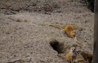 Hayvanat bahçesindeki firavun faresi. Vahşi doğadan vahşi yaşam sahnesi.