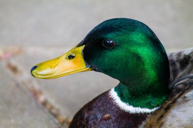 Bir yaban ördeğinin (Anas platyrhynchos)