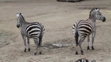 Zebra hayvanat bahçesinde. Zebra hayvanat bahçesinde.