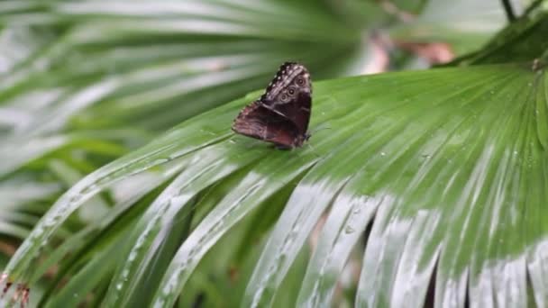 Vlinder Een Blad Een Tropisch Regenwoud — Stockvideo