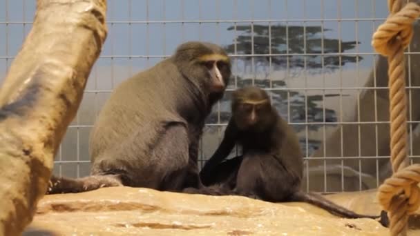 Beautiful Mandrill Closeup Baboon Monkey Colorful Face Butt Limbe Wildlife — стокове відео