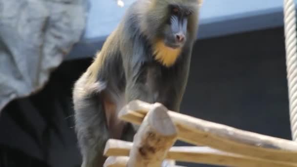 Beautiful Mandrill Closeup Baboon Monkey Colorful Face Butt Limbe Wildlife — стокове відео