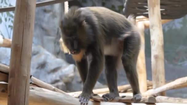 Beautiful Mandrill Closeup Baboon Monkey Colorful Face Butt Limbe Wildlife — Vídeos de Stock