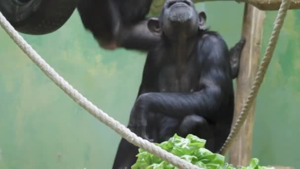 Szympans Siedzący Gałęzi Drzewa Zoo — Wideo stockowe