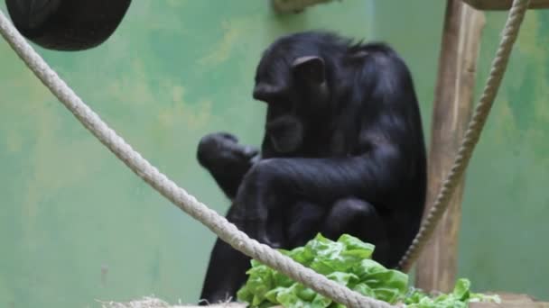 Chimpansee Zittend Een Boom Aftakking Een Dierentuin — Stockvideo