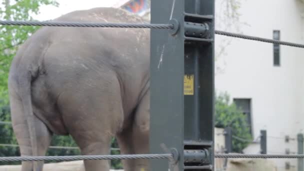 Asijský Slon Parku Detailní Záběr Hlavu Krk — Stock video