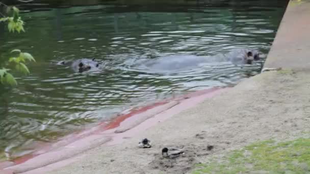 Hipopótamo Nadando Agua Zoológico — Vídeos de Stock