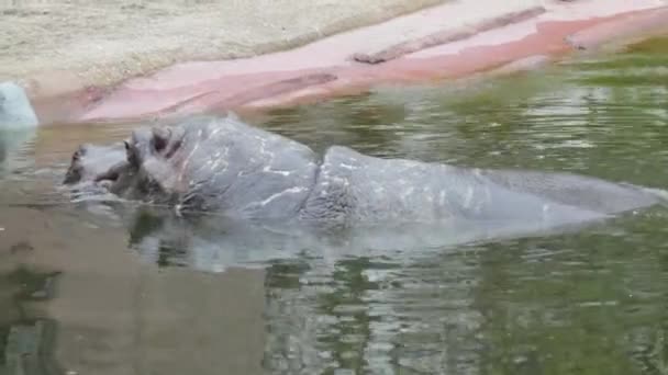 動物園の水中で泳ぐヒップポッポトマス — ストック動画