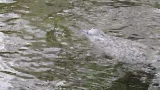 Een Zeehond Zwemt Het Water Van Het Meer Zeehond Zoekt — Stockvideo