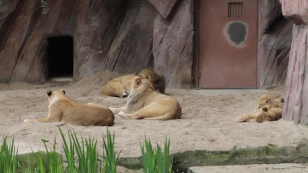 Aslan Dişi Aslan Hayvanat Bahçesinde Dinleniyor Aslan Yerde Yatıyor — Stok video