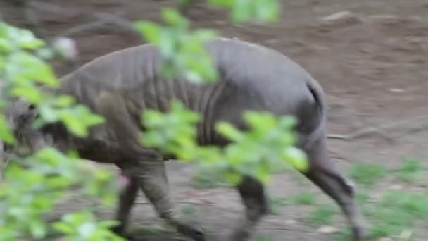 Άγριοι Ρινόκεροι Τρώνε Χορτάρι Στο Πάρκο Άγρια Ζωή Σκηνή Από — Αρχείο Βίντεο