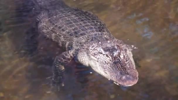 Close Alligator Head Thailand Selective Focus — Stock Video