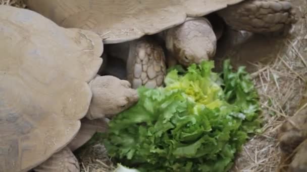 Черепаха Ест Салат Зоопарке Крупный План — стоковое видео