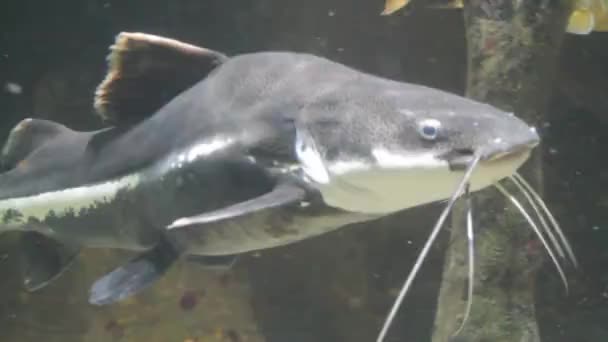수족관에서 물고기 포로로 동물들 레드테일 고양이 물고기 Phractocephalus — 비디오