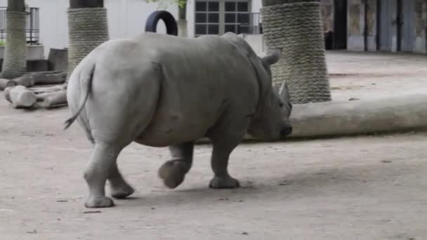 Bílý Nosorožec Zoo Detailní Záběr Fotografie — Stock video