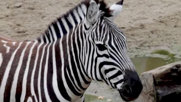 Zebra Zoo Detailní Záběr Hlavy Krku — Stock video