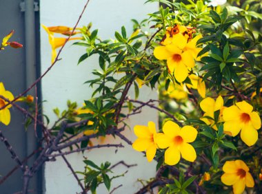 Beautiful yellow allamanda flowers in the garden, stock photo clipart