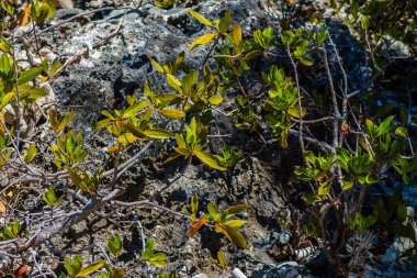 Adanın kayalık sahillerinde bir çalılığın yeşil yaprakları.