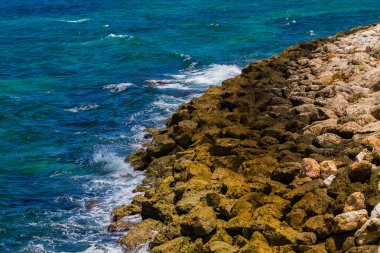 Meyveli hindistan cevizi palmiyesi, Curacao. Kapat..