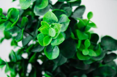 Beyaz arkaplandaki yeşil yaprakları kapat. Seçici odak.