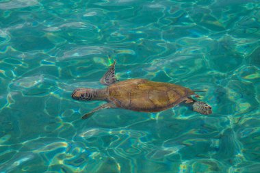 Karayip Denizi 'nin berrak sularında yüzen yeşil deniz kaplumbağası