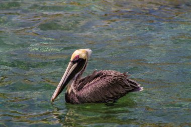 Suda kahverengi pelikan (Pelecanus occidentalis)
