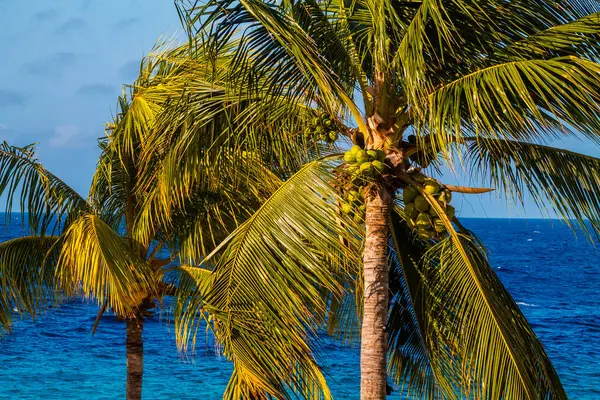 stock image Coconut palm tree with coconuts on blue sea background