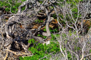 Curacao adasının çölündeki kayalıklardaki kertenkele.