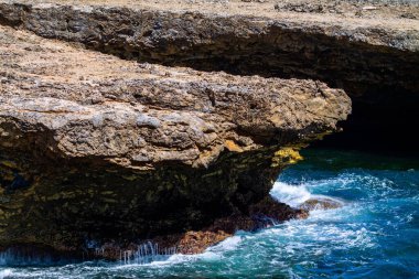 Curacao adasının çölündeki kayalıklardaki kertenkele.