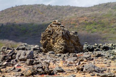 Curacao adasının çölündeki kayalıklardaki kertenkele.