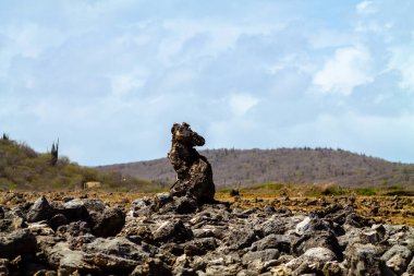 Curacao adasının çölündeki kayalıklardaki kertenkele.