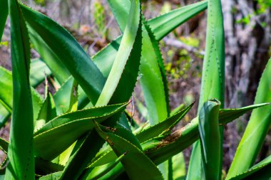 Aloe Vera fabrikasına yakın çekim. Doğal yeşil arkaplan.