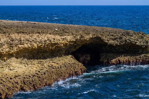 Stock image lizard on the rocks in the desert of the island of Curacao