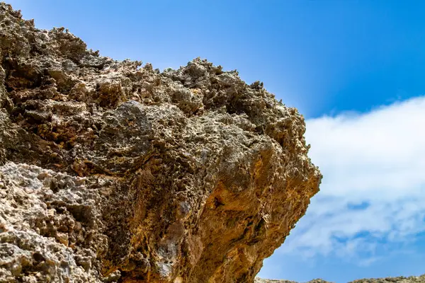 Stock image lizard on the rocks in the desert of the island of Curacao