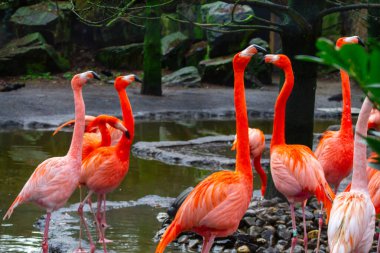 Canlı flamingolar bir göletin yanında durup çarpıcı pembe ve turuncu tüylerini sergiliyorlar. Arka planda kayalar ve yeşillikler var, doğal bir yaşam ortamı yaratıyorlar..