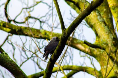 Ağacın yosun kaplı dalına tünemiş bir kuş, parlak bir gökyüzüne karşı çıplak dallarla çevrili..