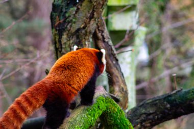 Orman ortamında yosun kaplı bir kütüğe tırmanan bir kırmızı panda. Hayvanın canlı kırmızı-kahverengi kürkü yeşil yosun ve ağaç kabuğuyla tezat oluşturuyor..