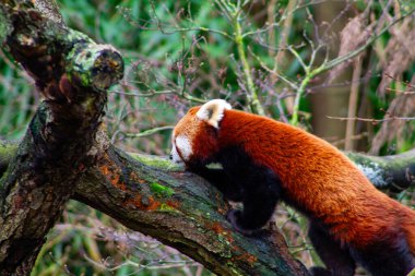 Kırmızı bir panda ağaç dalına tırmanıyor, canlı kırmızı-kahverengi kürkünü ve doğal bir ortamda neşeli davranışlarını sergiliyor..