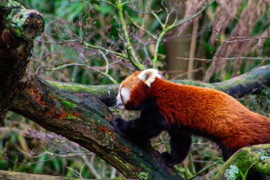 Kırmızı bir panda ağaç dalına tırmanıyor, canlı kırmızı-kahverengi kürkünü ve belirgin yüz izlerini sergiliyor. Arka plan, hayvanın doğal yaşam alanını vurgulayarak yeşilliği bulanıklaştırdı..