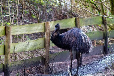 Ağaçlar ve çalılarla çevrili, doğal bir ortamda, tahta bir çitin yanında duran bir devekuşu. Emu 'nun karanlık, tüylü tüyleri var ve dallardan süzülen güneş ışığıyla kameraya doğru bakıyor..