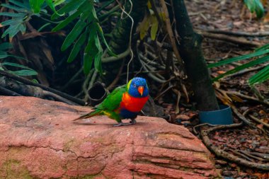 Renkli bir gökkuşağı lorisi, yemyeşil yapraklarla çevrili bir kayanın üzerine tünemiş. Kuş canlı mavi, yeşil, sarı ve kırmızı tüylere sahiptir ve çarpıcı renklerini doğal bir ortamda gösterir..
