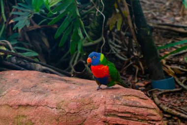 Bereketli yeşilliklerle çevrili bir kayanın üzerine tünemiş renkli bir lori. Kuş canlı mavi, yeşil ve kırmızı tüylere sahiptir ve çarpıcı renklerini doğal bir ortamda gösterir..